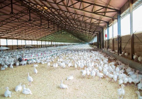 Poultry Hatchery Mini & Large