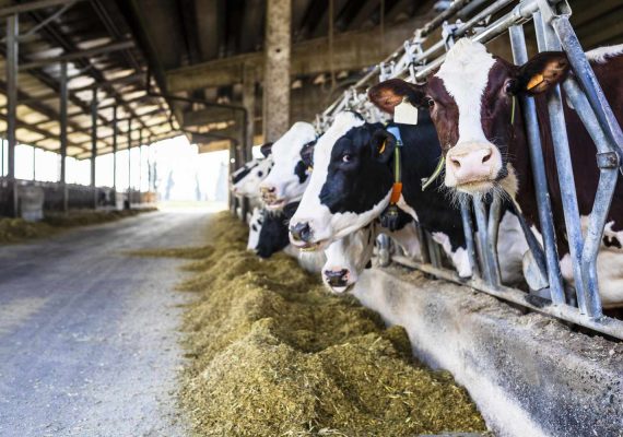 Dairy farm bongshai engineering