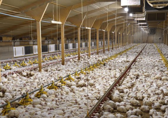 Poultry and Fish meal industry