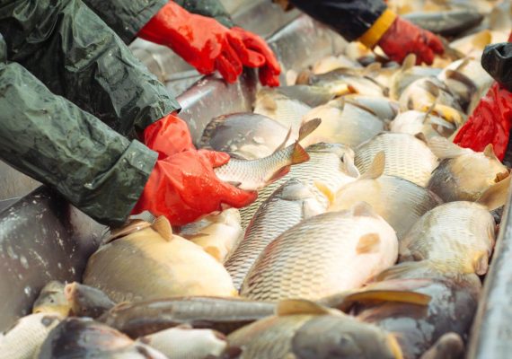 Poultry and Fish meal industry